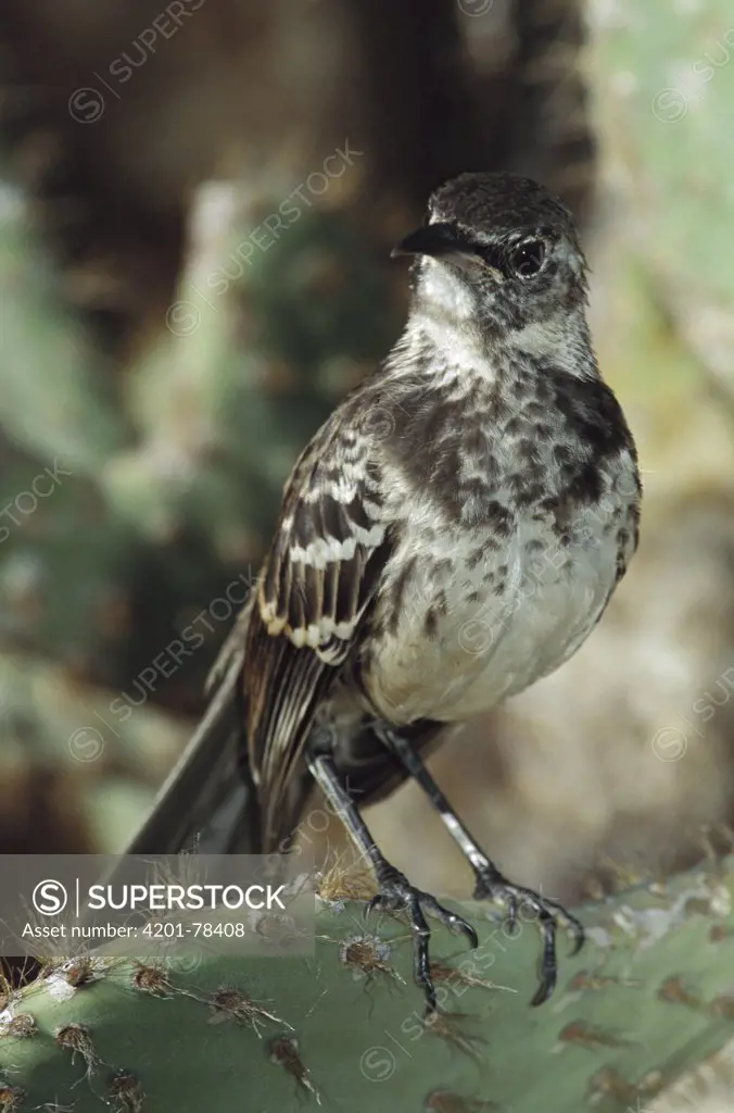 Charles Mockingbird (Nesomimus trifasciatus) is one of the rarest birds in the world as only 40 to 60 individuals are known to exist, Floreana Island, Galapagos Islands, Ecuador