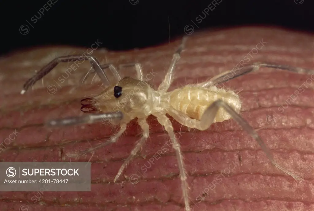 Wind Scorpion (Galeodidae) close-up of a baby, Iran