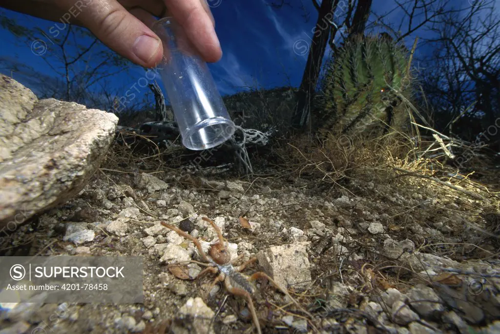 Wind Scorpion (Eremobates constricta) being caught in a glass vial by researchers in the desert, Baja California, Mexico