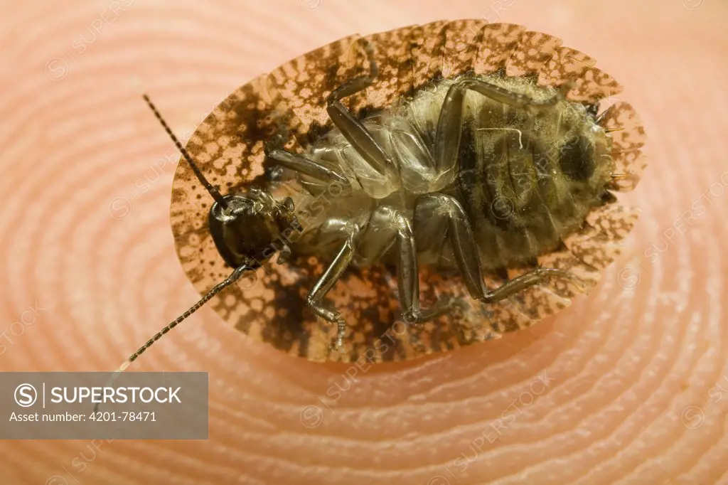 Disk Cockroach, underside view, Tiputini, Ecuador