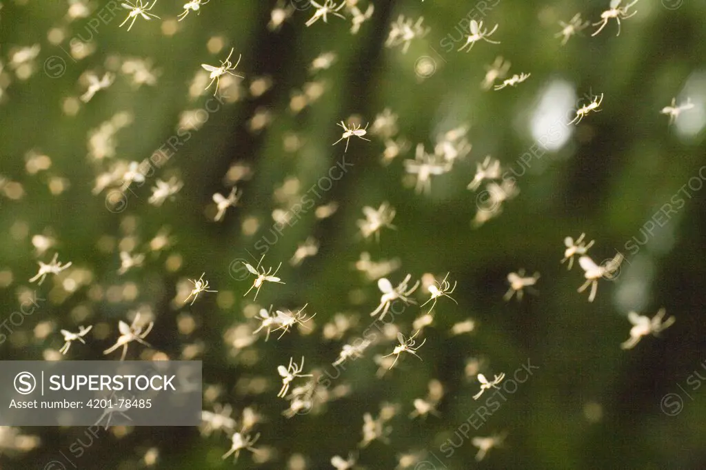 Asian Tiger Mosquito (Aedes albopictus) swarm in Tiputini, Ecuador