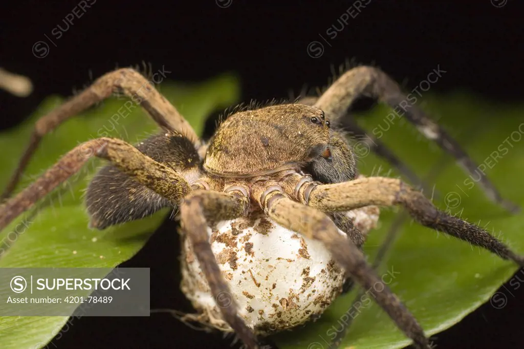 Wolf Spider (Lycosidae) close up portrait with egg sac, Tiputini, Ecuador