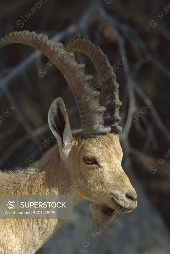Alpine Ibex (Capra ibex) portrait, Israel