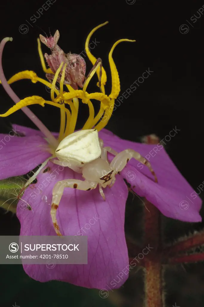 Flower Mantis (Creobroter sp) and a Crab Spider (Thomisidae) awaiting prey on flower, Myanmar (formerly Burma)