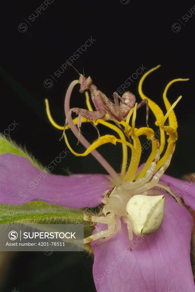 Flower Mantis (Creobroter sp) and a Crab Spider (Thomisidae) awaiting prey on flower, Myanmar