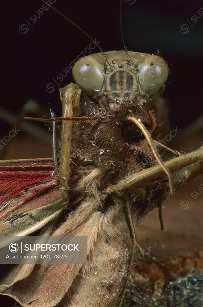 Mantid eating a moth, Gabon