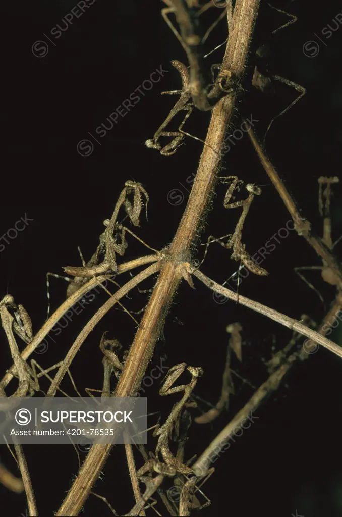 Mantid nymphs on branch, Malaysia