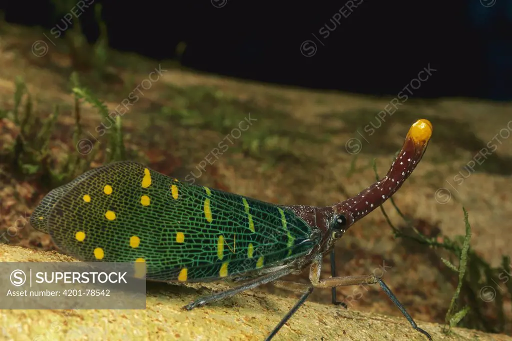 Fulgorid Planthopper (Fulora sp) profile, Peru
