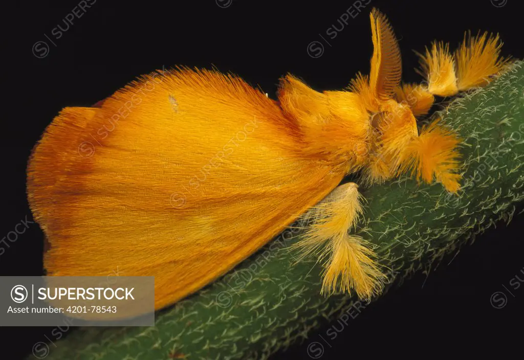 Furry orange moth clinging to twig, Kaw Mts, French Guiana