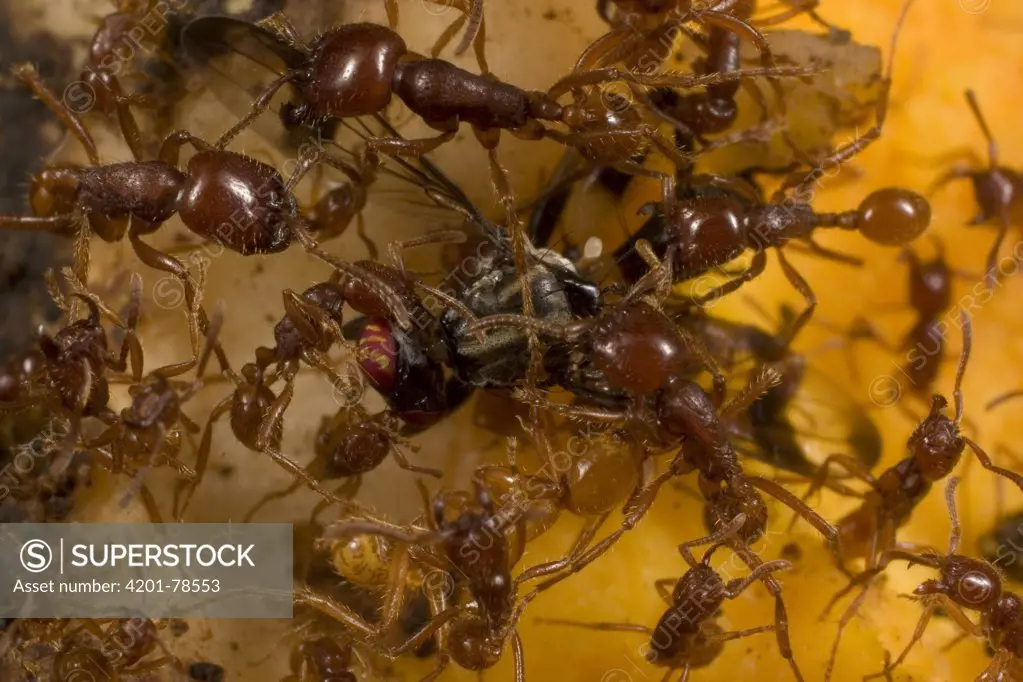 Semi-vegetarian army ant (Labidus coecus) swarm catches, quickly kills and dismembers a fruit fly that accidentally landed in their midst, Barro Colorado Island, Panama
