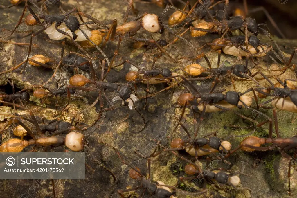 Army Ant (Eciton sp) workers of different sizes carrying pupa while migrating, Barro Colorado Island, Panama