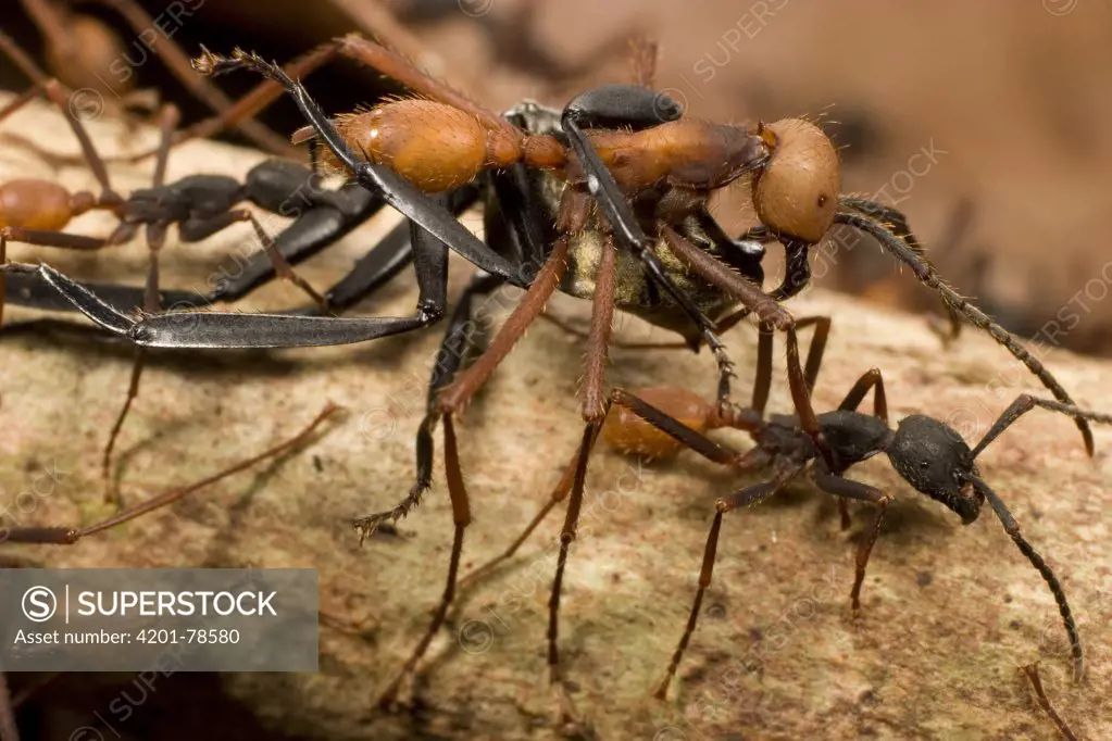 Army Ant (Eciton burchellii) workers carry dead prey back to feed colony, Barro Colorado Island, Panama