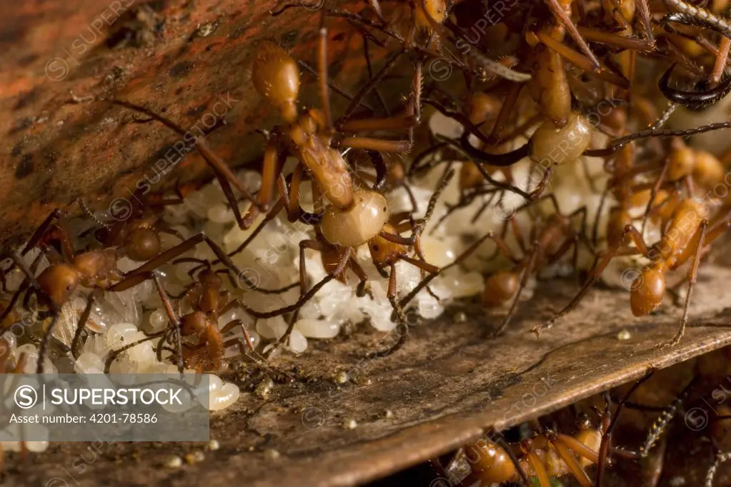 Army Ant (Eciton burchellii) major and minor workers protecting colony food cache, Barro Colorado Island, Panama