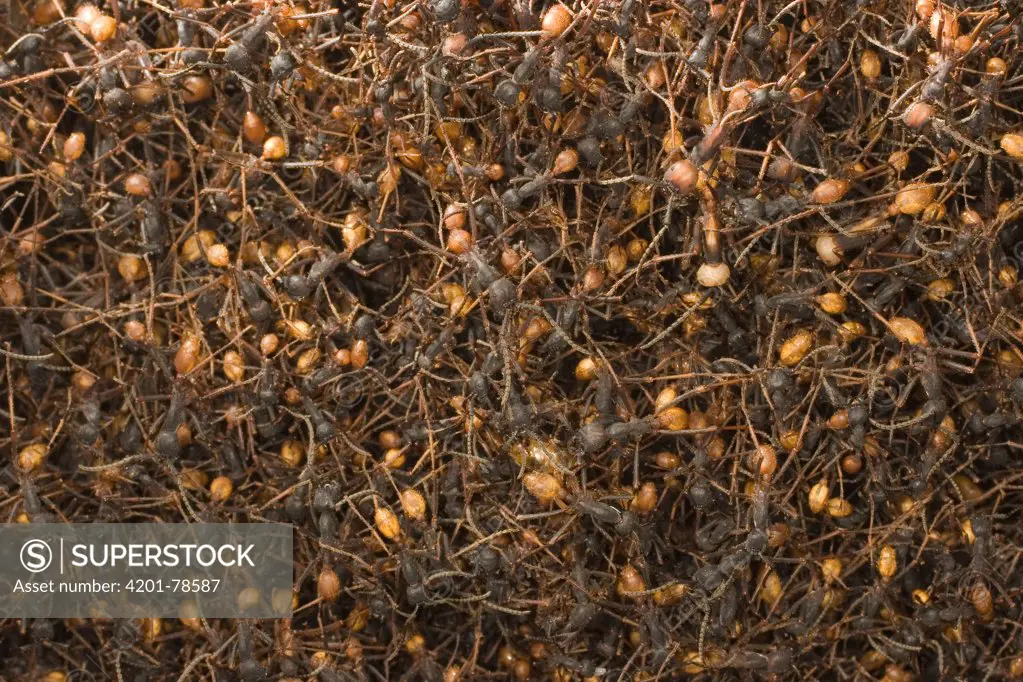 Army Ant (Eciton burchellii) workers link toe to toe forming a massive nest or bivouac, Barro Colorado Island, Panama