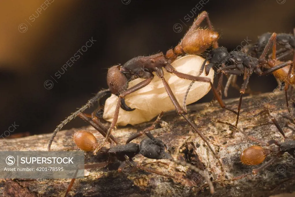 Army Ant (Eciton burchellii) workers carrying food back to nest, Barro Colorado Island, Panama