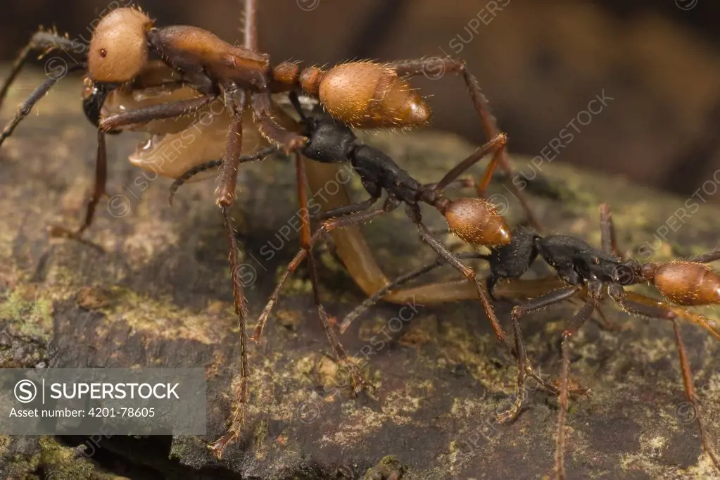 Army Ant (Eciton burchellii) workers carry prey back to feed colony, Barro Colorado Island, Panama