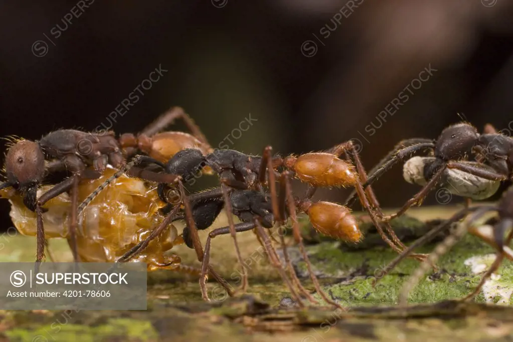 Army Ant (Eciton burchellii) workers carry food back to colony, Barro Colorado Island, Panama