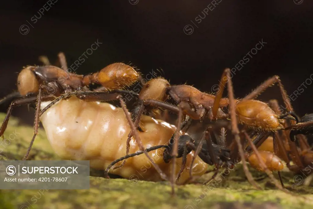 Army Ant (Eciton burchellii) workers carry food back to colony, Barro Colorado Island, Panama