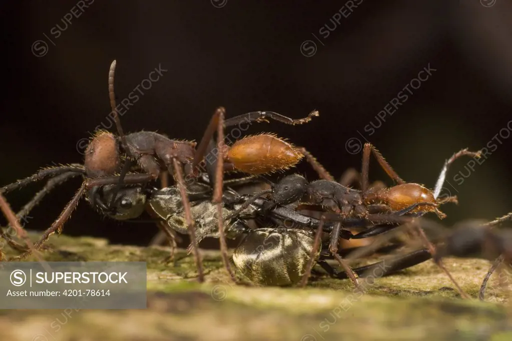 Army Ant (Eciton burchellii) workers carry prey back to feed colony, Barro Colorado Island, Panama