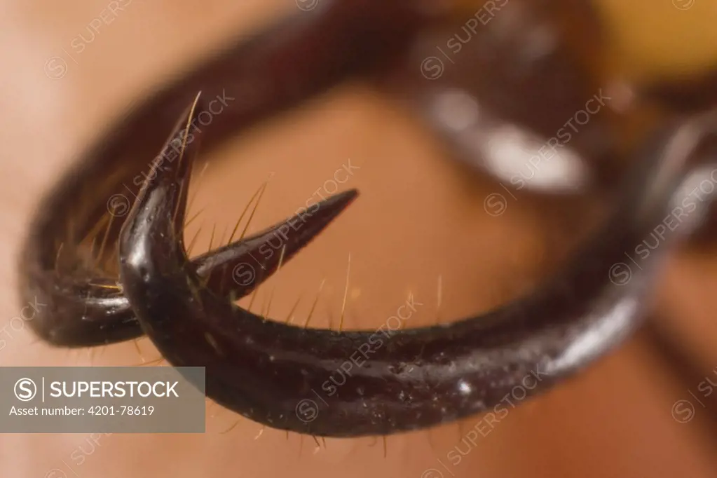 Army Ant (Eciton burchellii) soldier's mandibles are curved like fishooks which soldiers cannot extract once they've bitten a victim, thereby dooming themselves, Barro Colorado Island, Panama