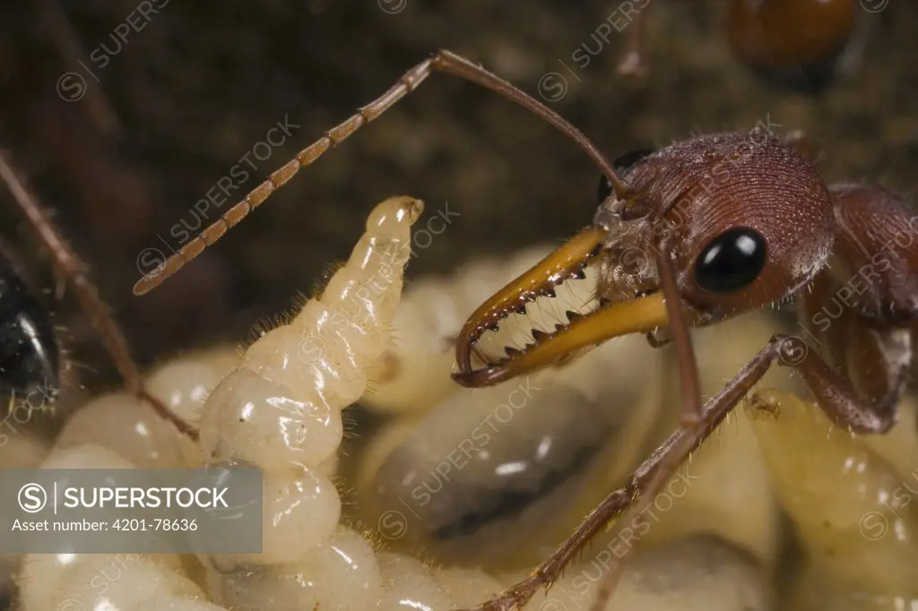 Bulldog Ant (Myrmecia gulosa) larva reared up begging for food from minor worker, eastern Australia