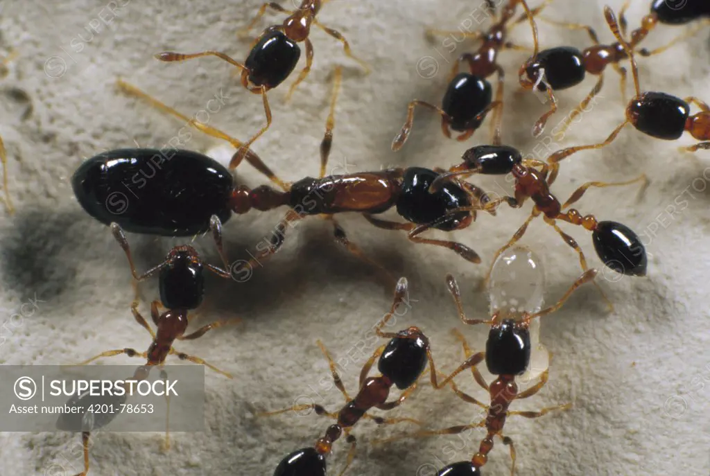Pharaoh Ant (Monomorium pharaonis) queen and minor workers, a global invasive species, Florida