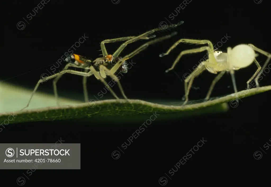 Jumping Spider (Asemonea tenuipes) colorful male and pale female on leaf performing courting and mating ritual, Sri Lanka