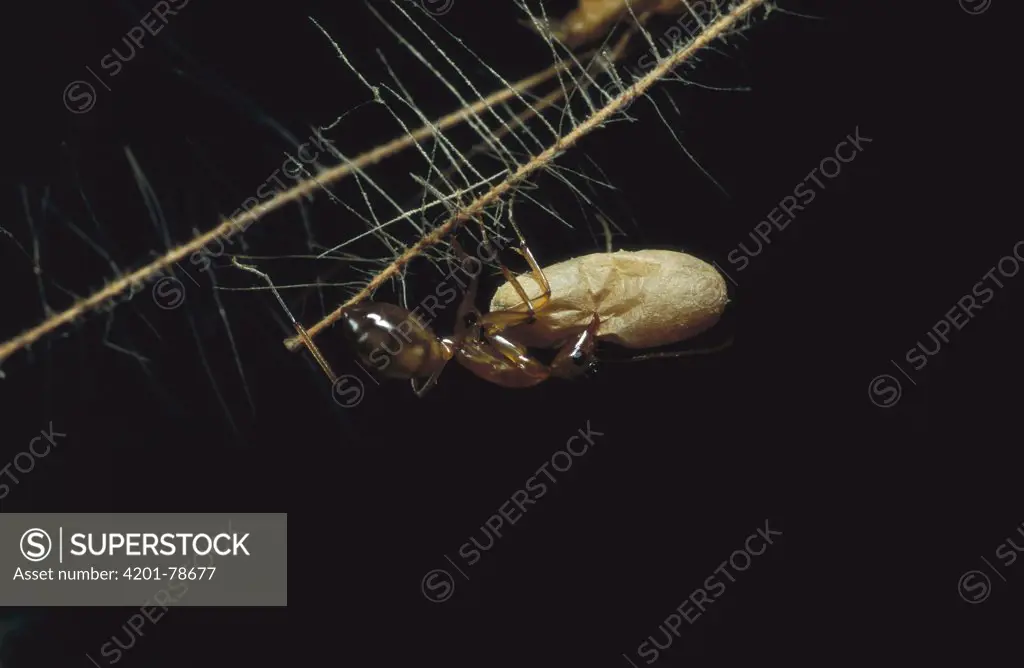 Carpenter Ant (Camponotus sp) carrying pupa driven up grass blade by driver ants, Gashaka, Nigeria