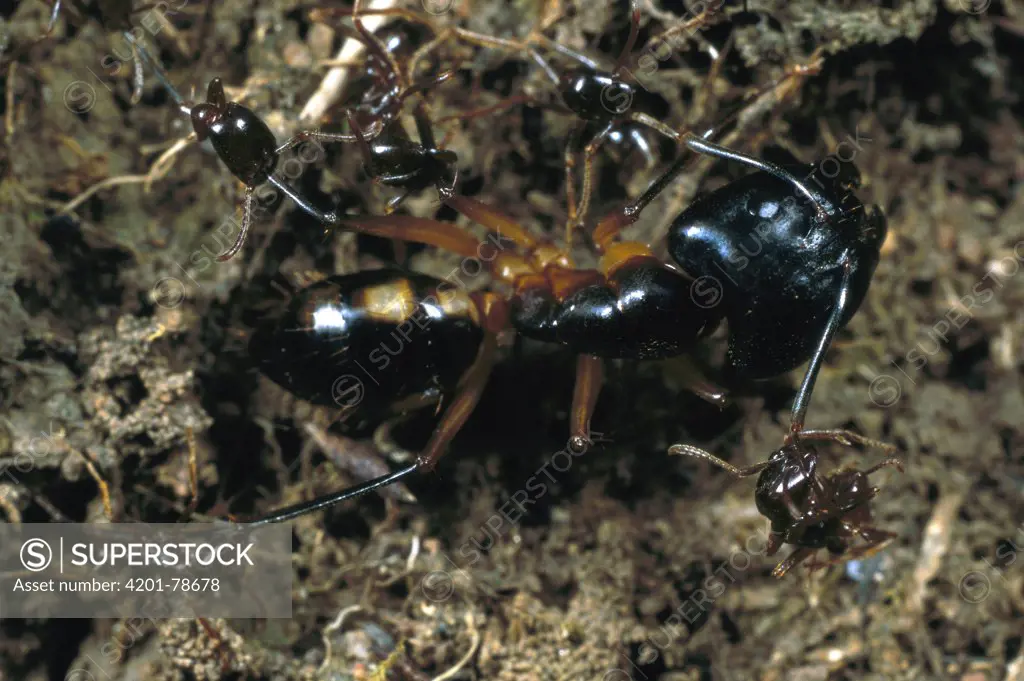 Carpenter Ant (Camponotus sp) with dead army ants clinging to every limb after battle, Nigeria