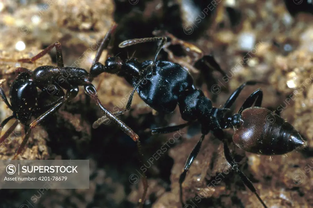 Carpenter Ant (Camponotus sp) carrying dead army ant, Nigeria