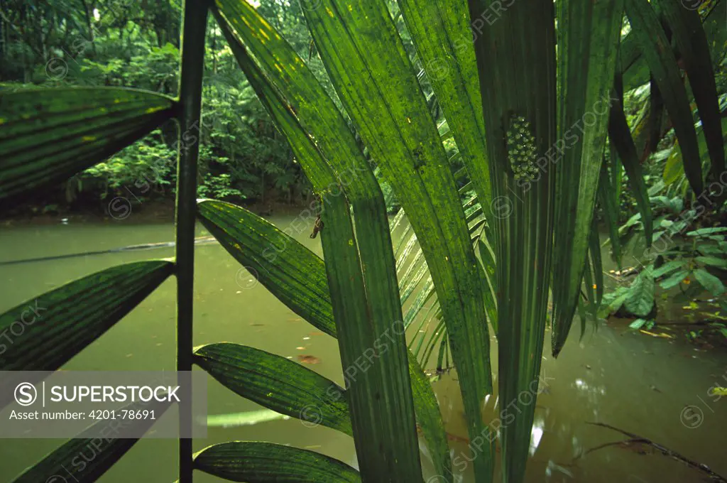 Red-eyed Tree Frog (Agalychnis callidryas) egg clutch under palm frond overhanging pond, Soberania National Park, Panama