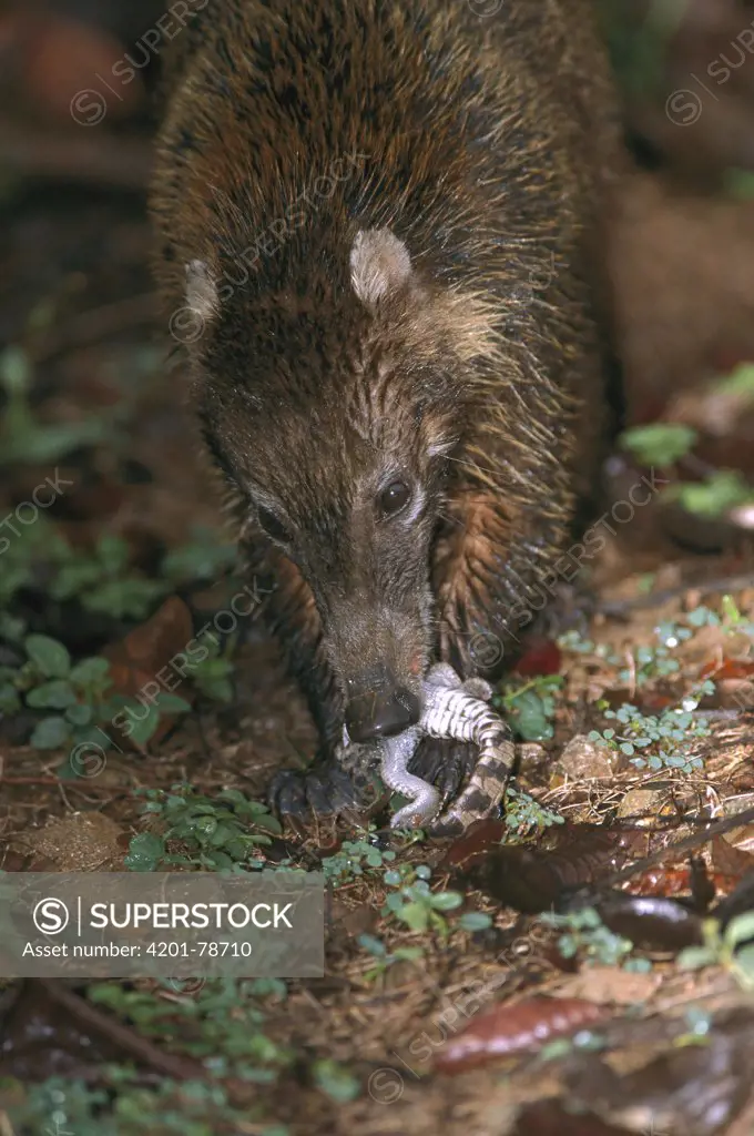 White-nosed Coati (Nasua narica) eating Crocodile hatchling, blamed for disappearance of several species of ground-nesting understory birds, Barro Colorado, Panama