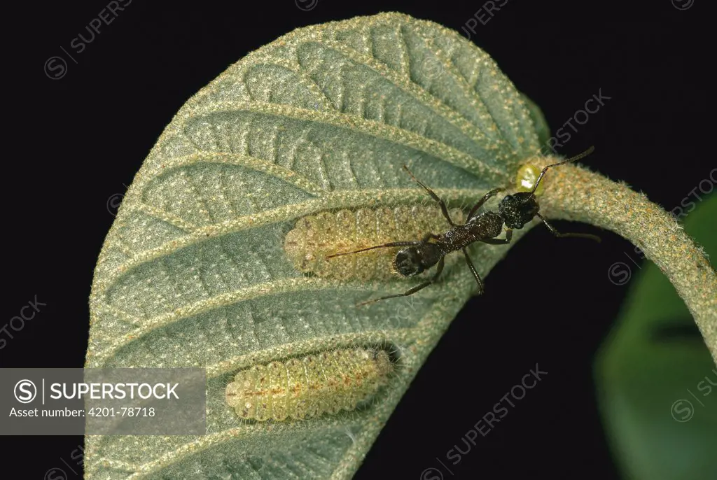 Sangrillo (Croton billbergianus) have nectaries on their young leaves that attract Ants and Caterpillars, in this case the Caterpillar of the Yucatan Scintillant (Thisbe irenea) butterfly feeds with an Ant, Barro Colorado Island, Panama