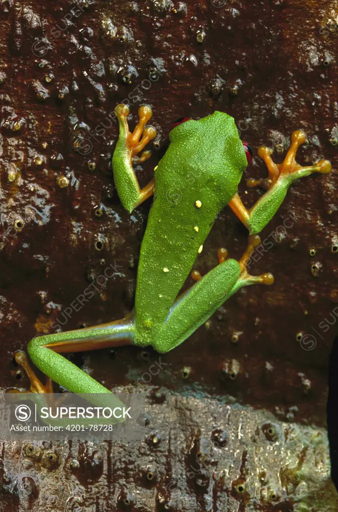 Red-eyed Tree Frog (Agalychnis callidryas) climbing on red bark, Soberania National Park, Panama