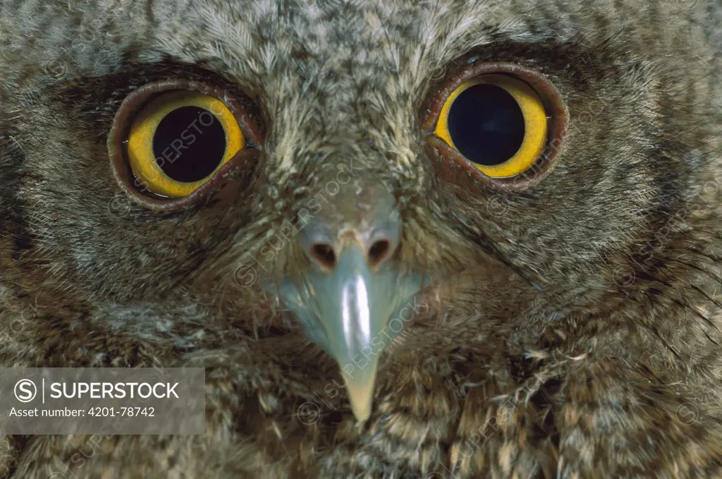 Western Screech Owl (Otus kennicottii) detail of eyes, Central America