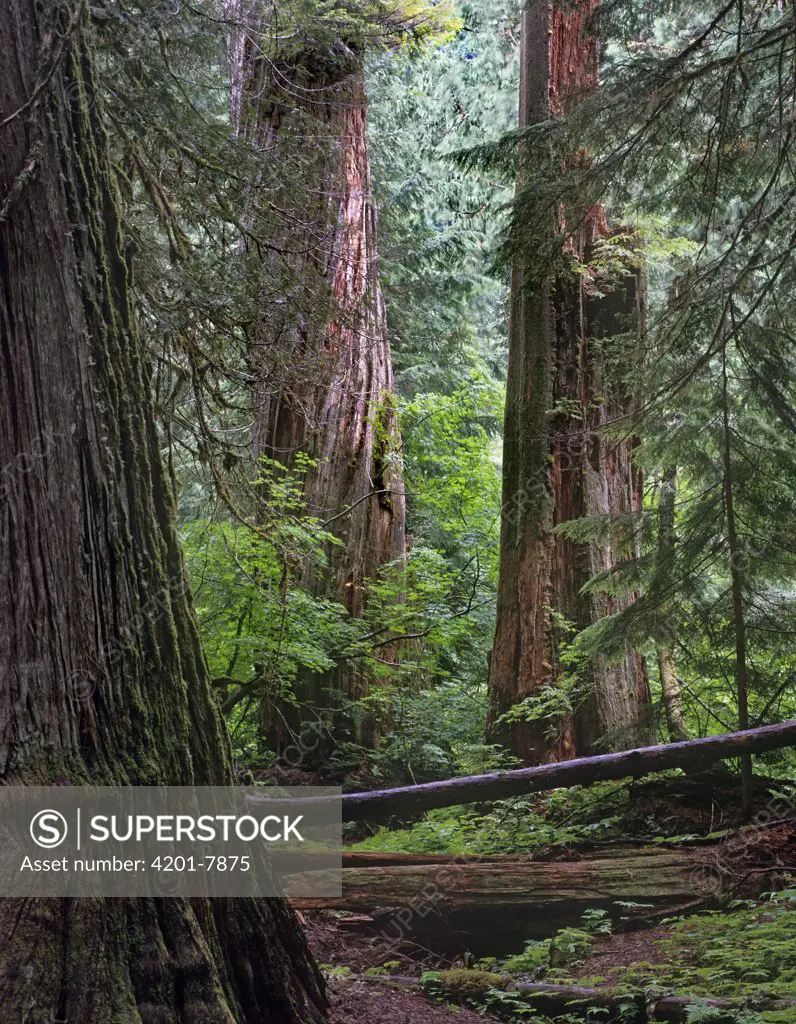 Western Red Cedar (Thuja plicata) forest interior, Grove of the Patriarchs, Mount Rainier National Park, Washington
