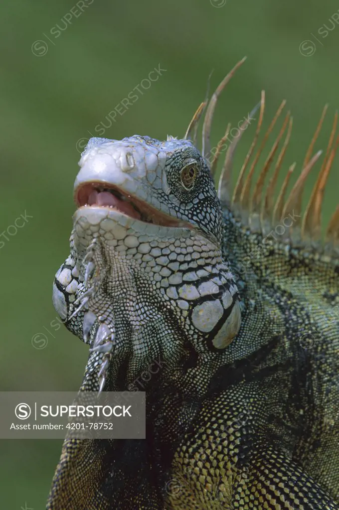 Green Iguana (Iguana iguana) head portrait of dominant male, Barro Colorado Island, Panama