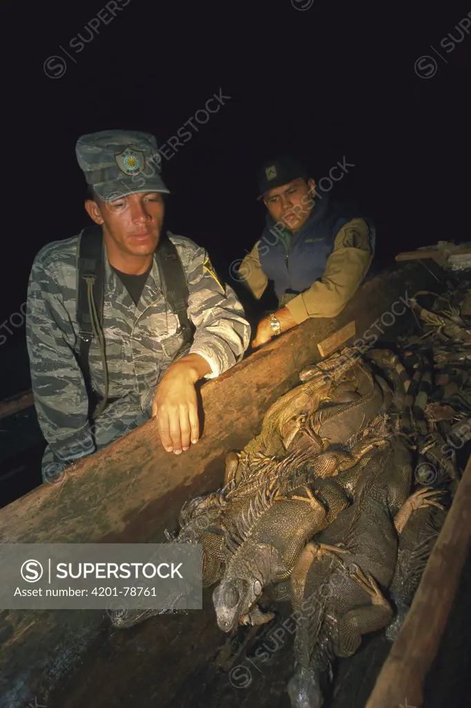 Green Iguana (Iguana iguana) game wardens with confiscated boat full of poached iguanas, Barro Colorado Island, Panama