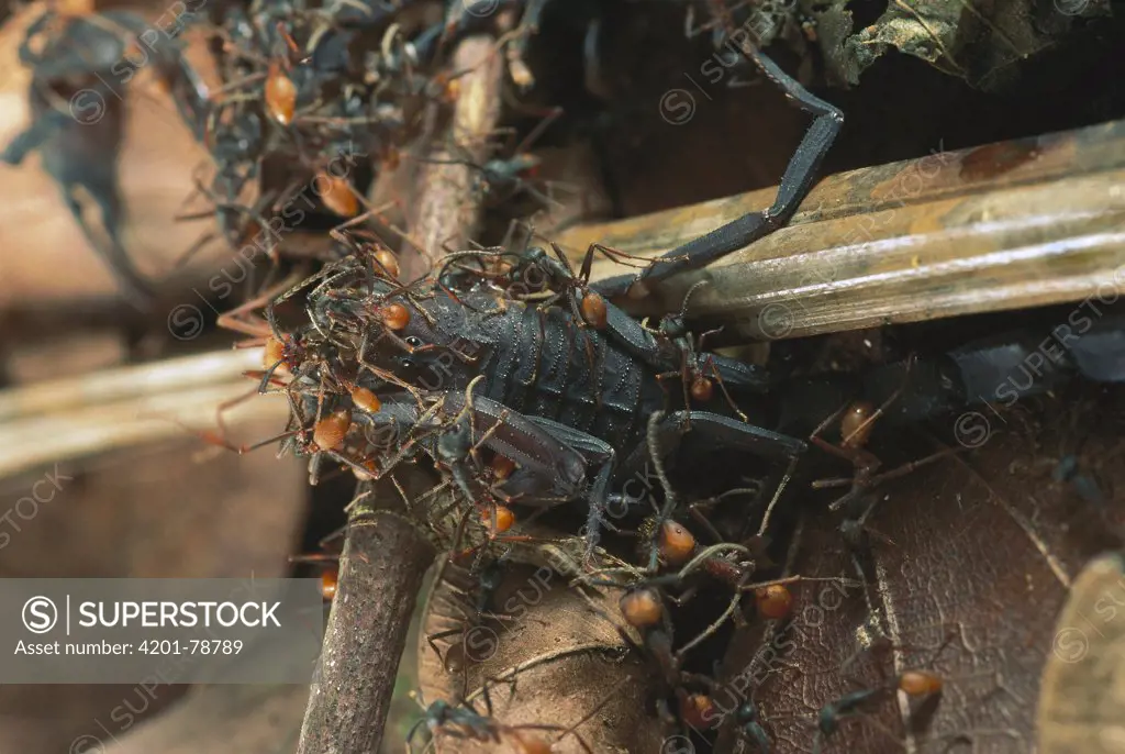 Army Ant (Eciton hamatum) swarm attacking and killing scorpion, Barro Colorado Island, Panama