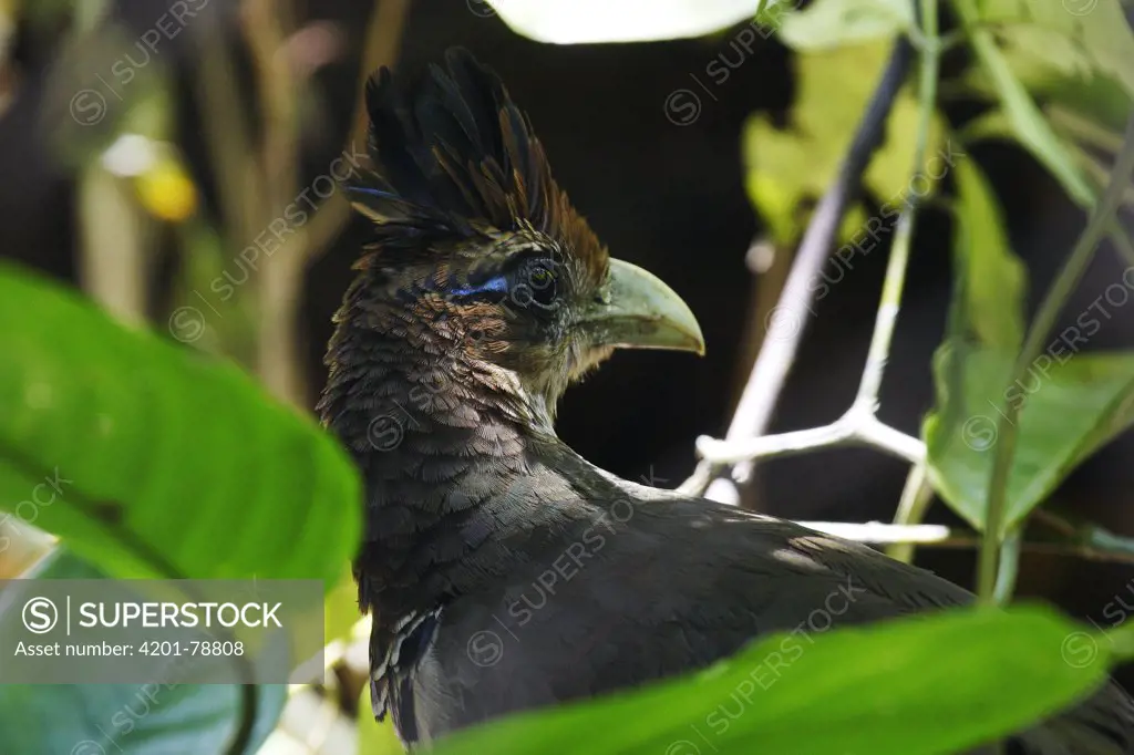Rufous-vented Ground-Cuckoo (Neomorphus geoffroyi), Pipeline Road, Panama Canal Zone, Soberania National Park, Panama