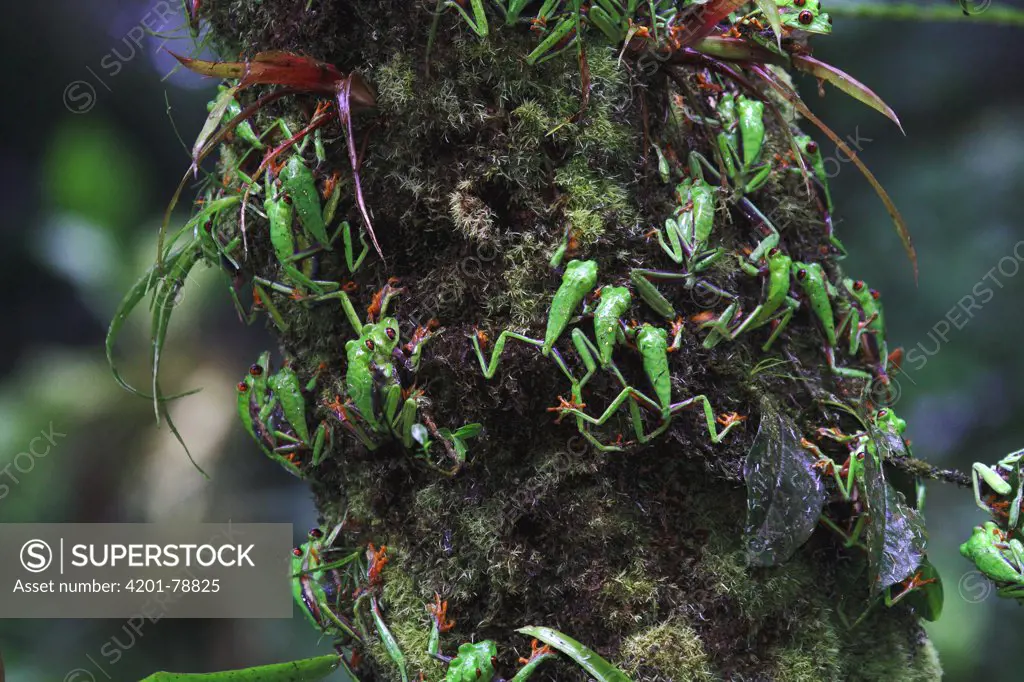 Misfit Leaf Frog (Agalychnis saltator) mass mating in La Selva, Costa Rica