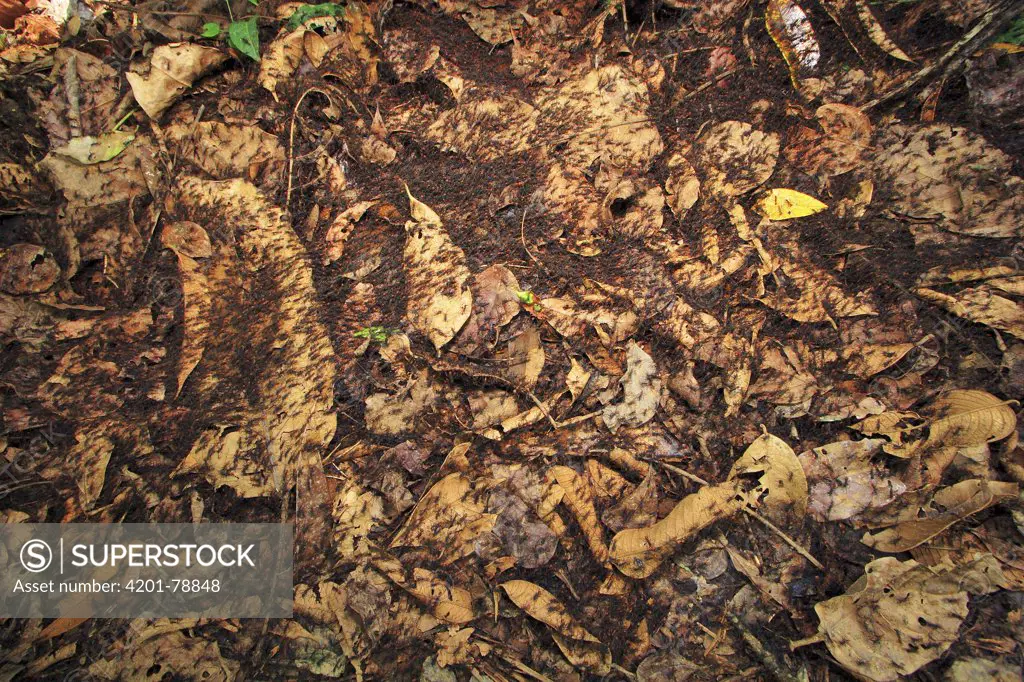 Army Ant (Eciton sp) swarm raid, Soberania National Park, Panama