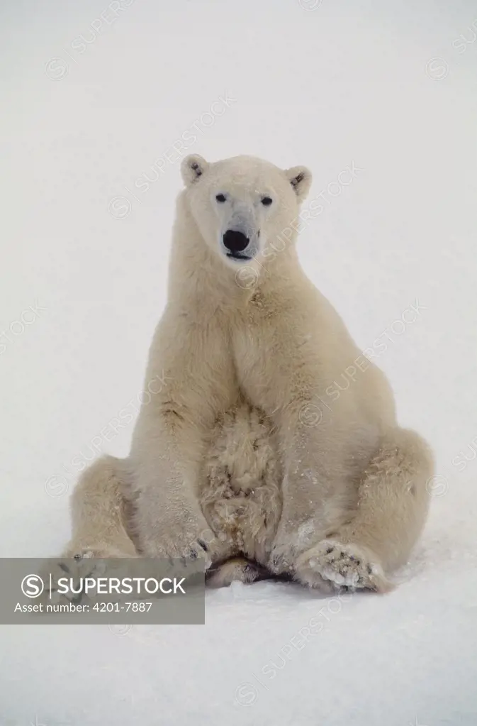 Polar Bear (Ursus maritimus) sitting up, Churchill, Manitoba, Canada