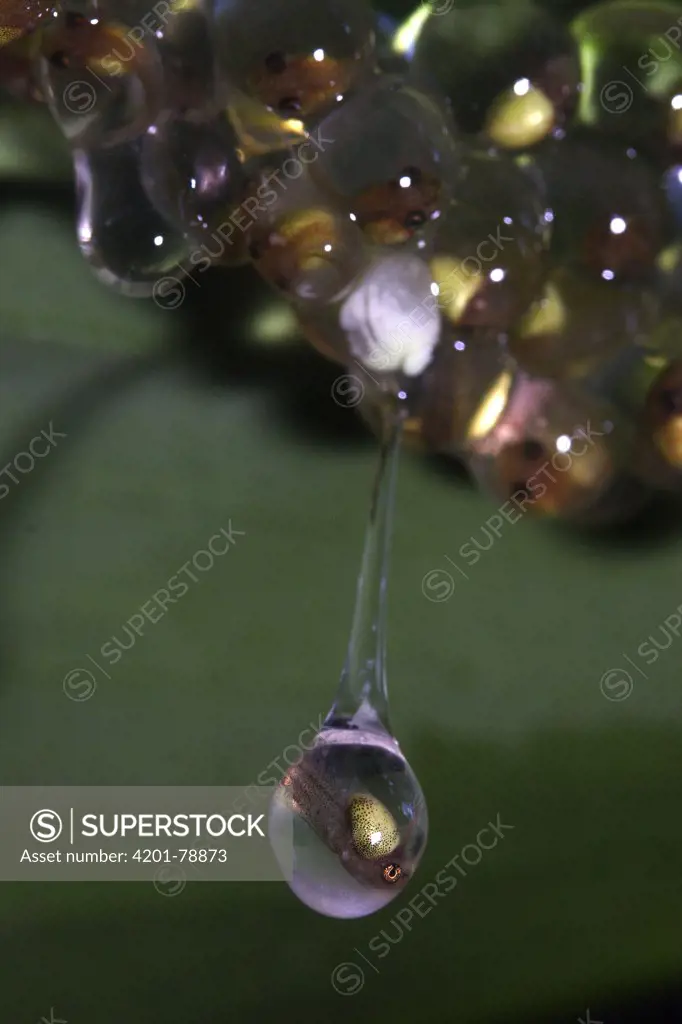 Red-eyed Tree Frog (Agalychnis callydrias) eggs with developing embryos beginning to drop into pond below for hatching, Soberania Natioanl Park, Panama