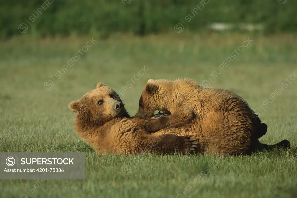 Grizzly Bear (Ursus arctos horribilis) sow nursing yearling cub, Katmai National Park, Alaska