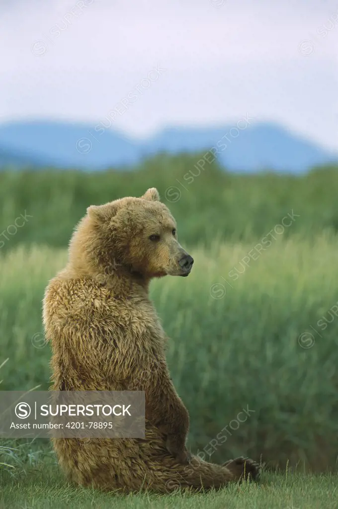 Grizzly Bear (Ursus arctos horribilis) female sitting upright, Katmai National Park, Alaska