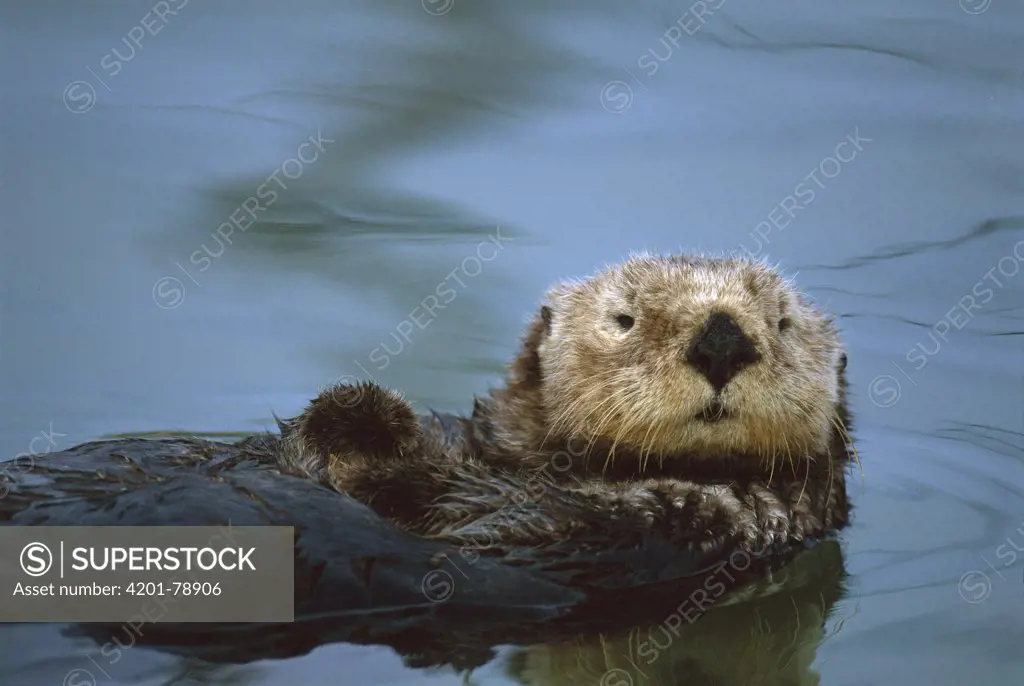 Sea Otter (Enhydra lutris), Elkhorn Slough, California