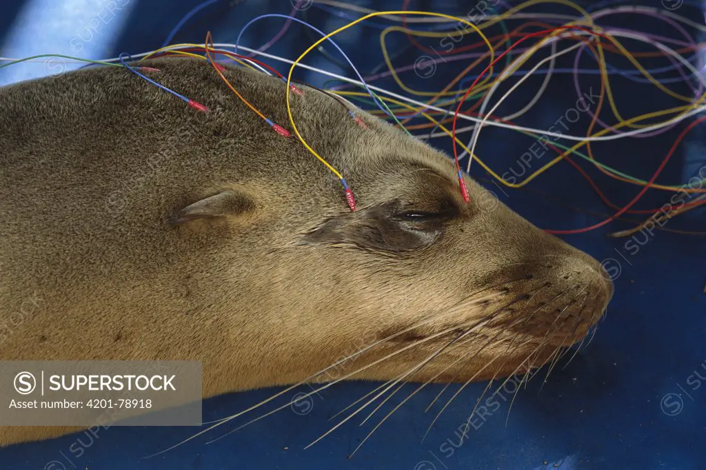 California Sea Lion (Zalophus californianus) in rehab center on EEG being tested for domoic acid poisoning from algal blooms, Marine Mammal Center, Marin county, California