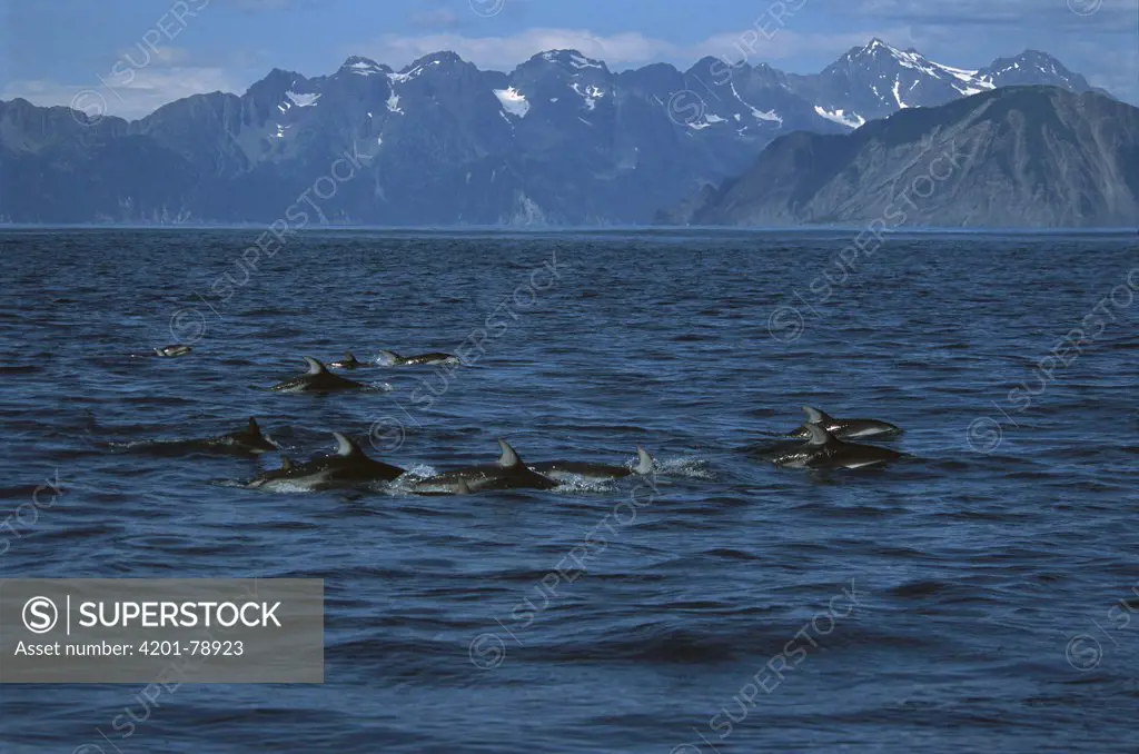 Pacific White-sided Dolphin (Lagenorhynchus obliquidens) pod surfacing, Kenai Fjords National Park, Alaska