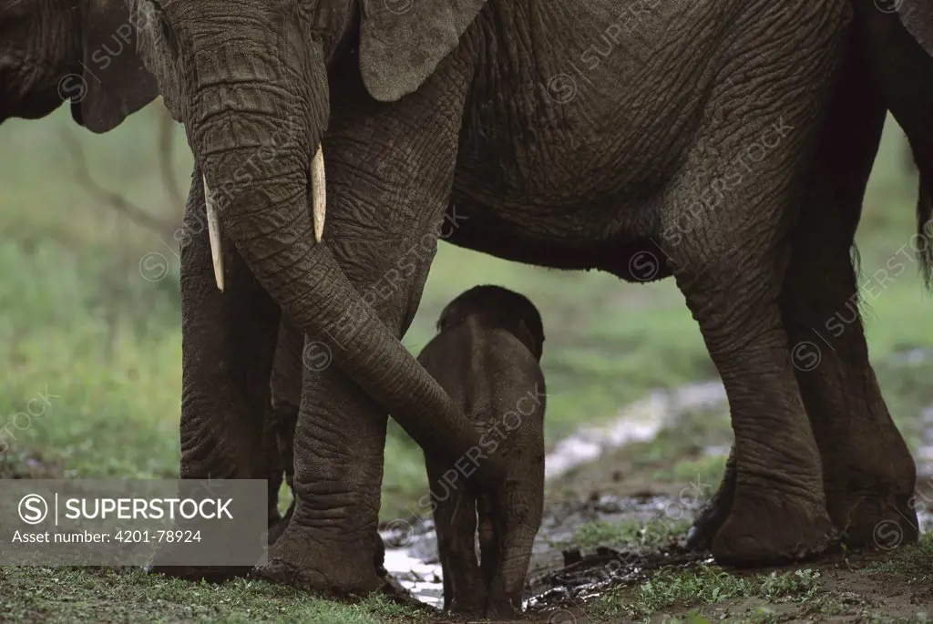 African Elephant (Loxodonta africana) newborn calf and mother, Ngorongoro Conservation Area, Tanzania